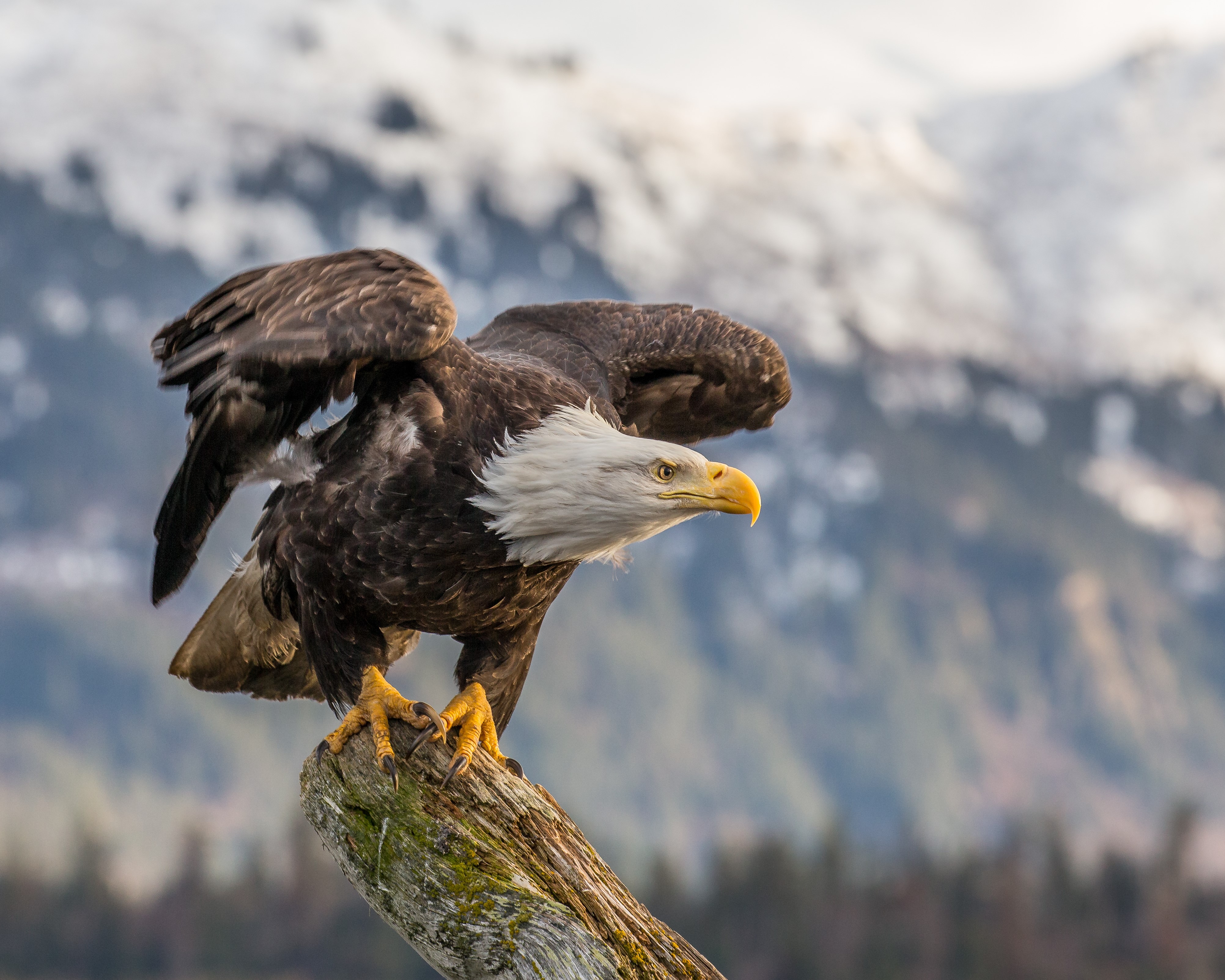 image of eagle